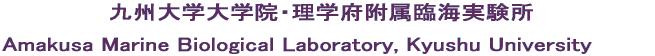 @@@@@Bww@Ew{ՊC Amakusa Marine Biological Laboratory, Kyushu University 
